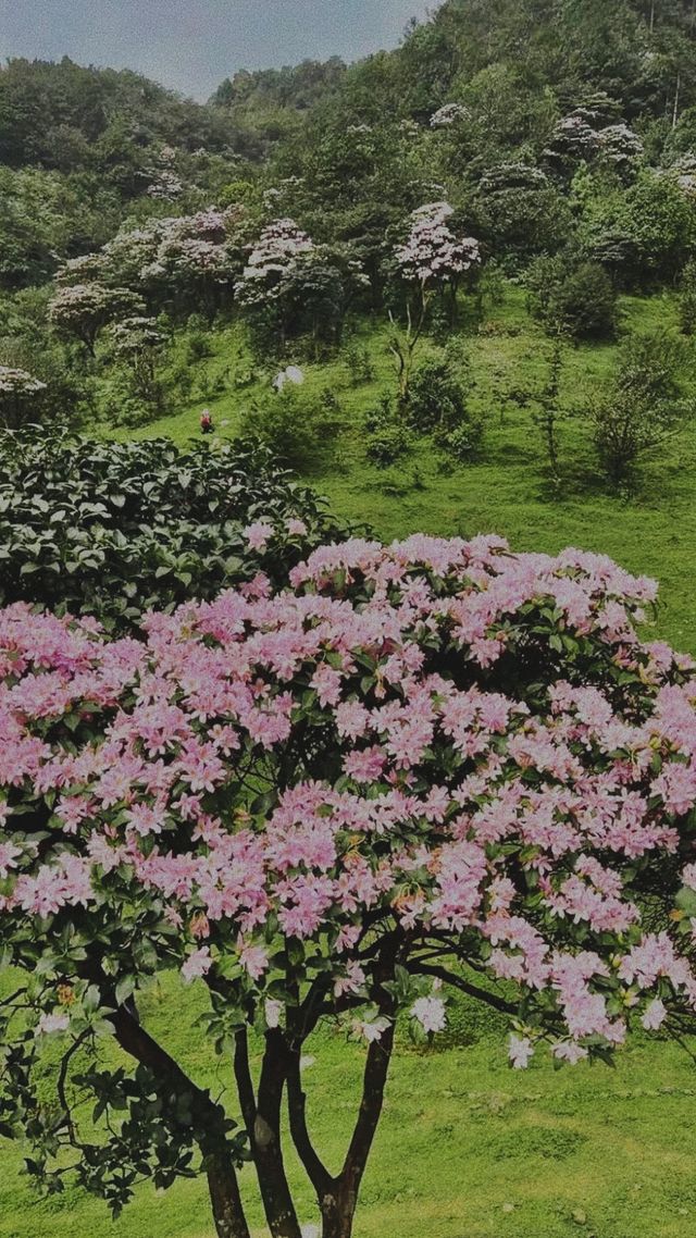 《雞籠頂：夢幻之境的邀約》