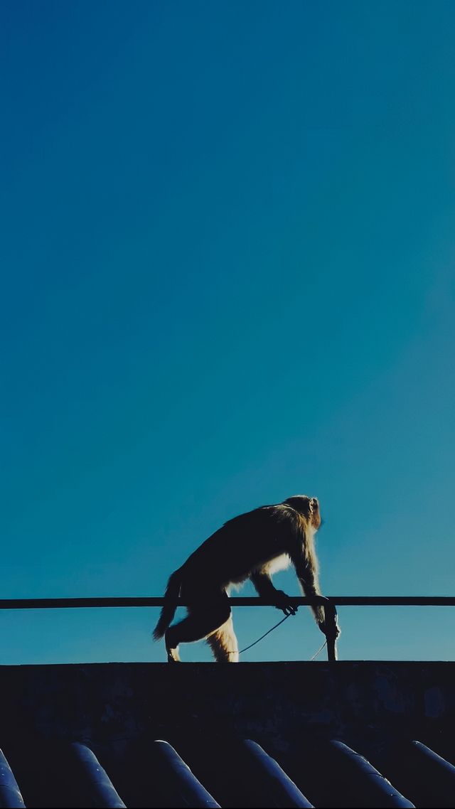 雲南大理雞足山，願所求皆如願。