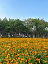 地鐵直達｜佛山賞花一日遊攻略