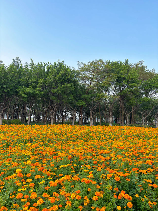 地鐵直達｜佛山賞花一日遊攻略