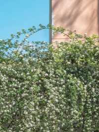 春日限定！成都賞花地圖大公開