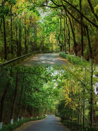 Dazhou Fenghuangshan Park | A Relaxing Adventure in the City's Green Lung
