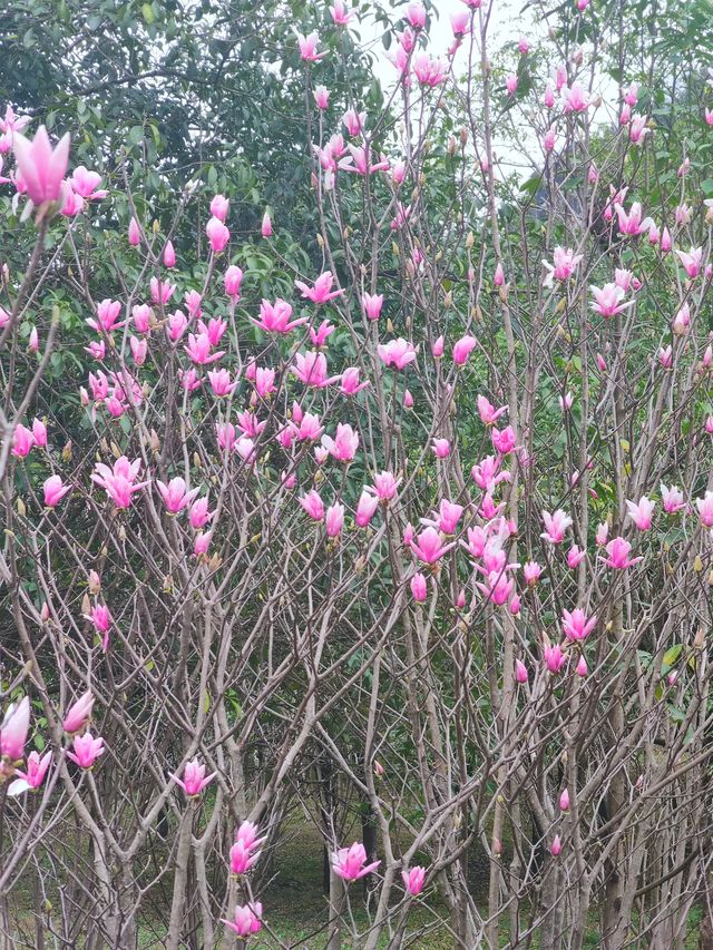 桂林近郊踏青賞花的好去處