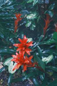 廈門必去 植物園 四季都有不同的美