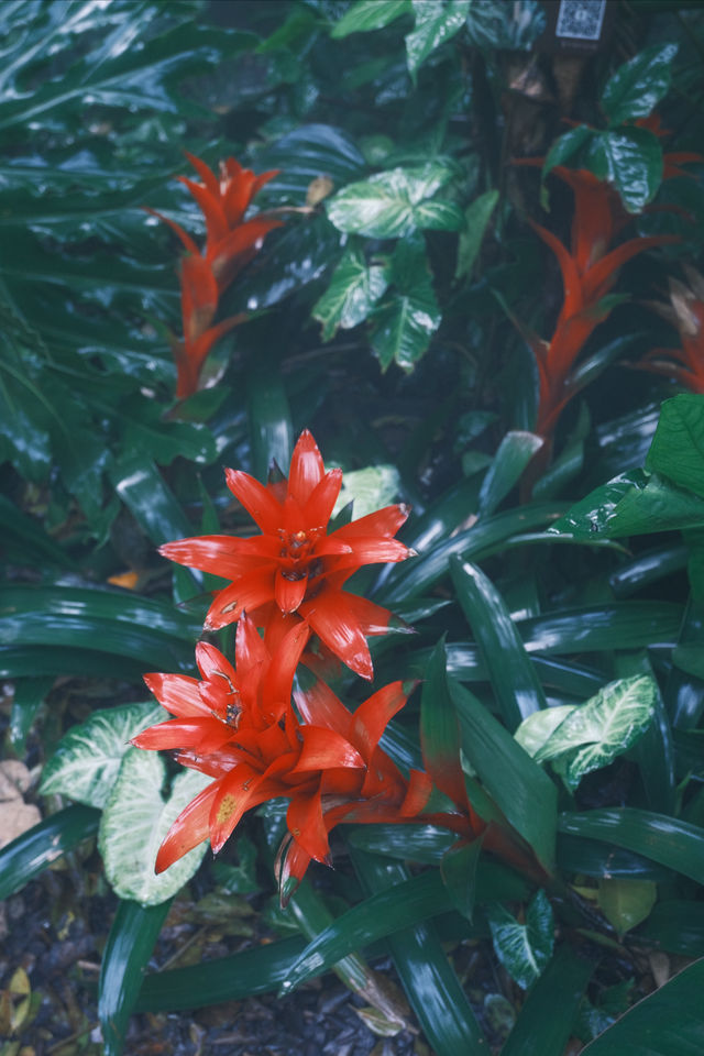 廈門必去 植物園 四季都有不同的美