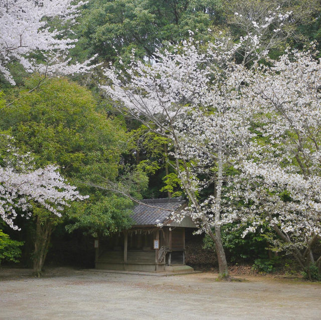 🌺福岡系島 | 被低估的隱藏寶藏景點