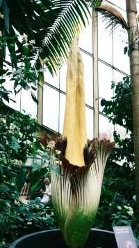 Kew Gardens Bloom Alert: Titan Arum and Monet's Water Lilies