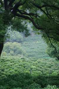 雨中上山探西湖茶園