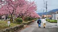 🌸今日満開の河津桜🌸