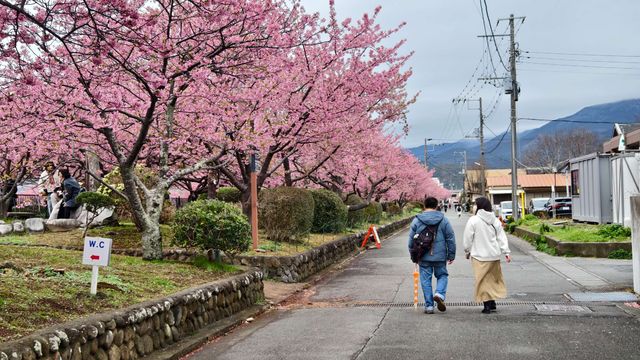 🌸今日満開の河津桜🌸