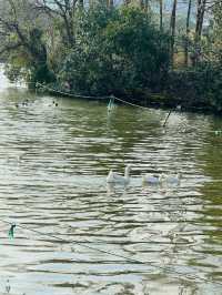 在上海的公園裡遇見了鬱金香花海，彷彿置身荷蘭