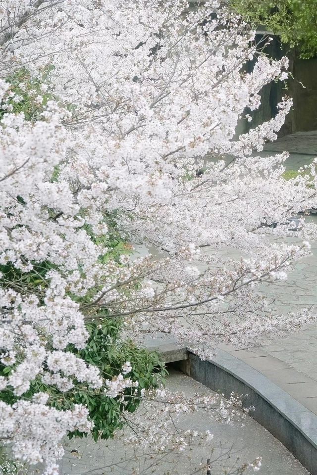 避開人潮！邂逅武漢王家墩公園的夢幻櫻海