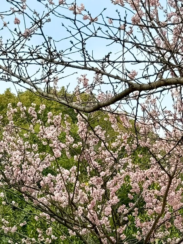 準備迎接人潮！南京中山植物園賞櫻花
