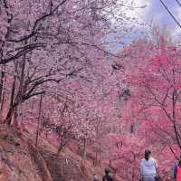 🌸藏在雲林古坑的春日浪漫密境！青山坪咖啡農場