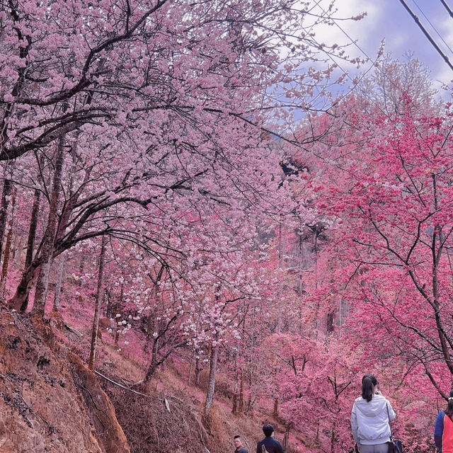 🌸藏在雲林古坑的春日浪漫密境！青山坪咖啡農場