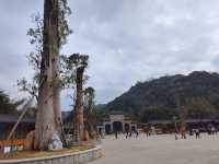 東華寺祈福·遇見繁花