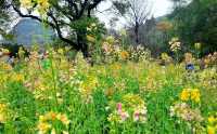 闖入春日限定西山公園彩色油菜花絕了