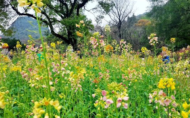 闖入春日限定西山公園彩色油菜花絕了