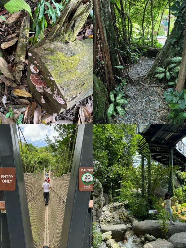 Discover Asia's First Rainforest Adventure Zoo in Singapore!