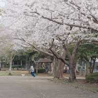 濟州島市內寶藏小眾櫻花打卡路線city walk🌸