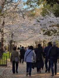 🌸2025大阪城公園賞櫻攻略｜錯過等一年！