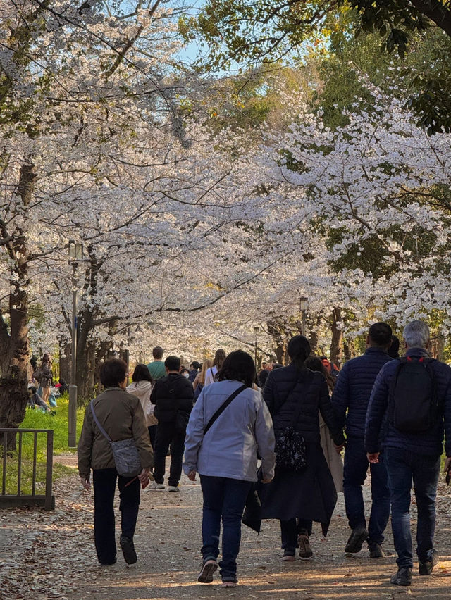 🌸2025大阪城公園賞櫻攻略｜錯過等一年！