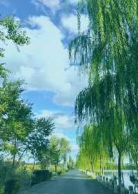 碧水藍天，候鳥天堂—瑪納斯濕地公園