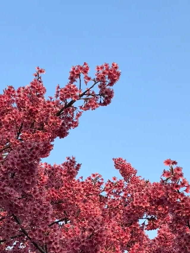 🌸伊江島賞櫻攻略：離島上的粉色浪漫✨