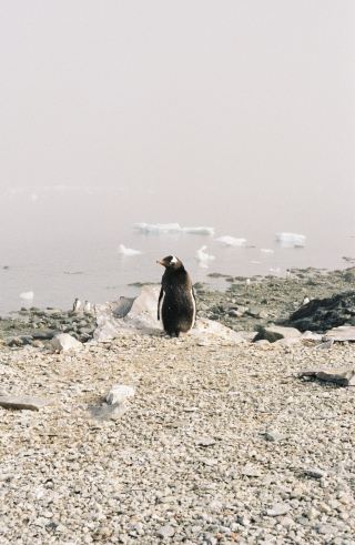 When I Took a Point-and-Shoot Film Camera to Antarctica I.
