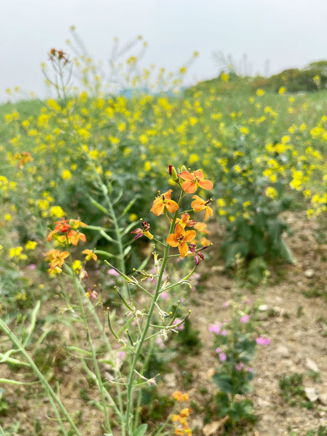 七彩油菜花｜雖然來晚了，但還是相遇了