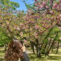 🌸【福岡大濠公園慢遊｜晚櫻與藝術交織的春日治癒時光】