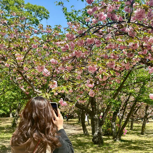 🌸【福岡大濠公園慢遊｜晚櫻與藝術交織的春日治癒時光】