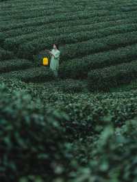 西安1.5h三省交界茶園深處神仙日子