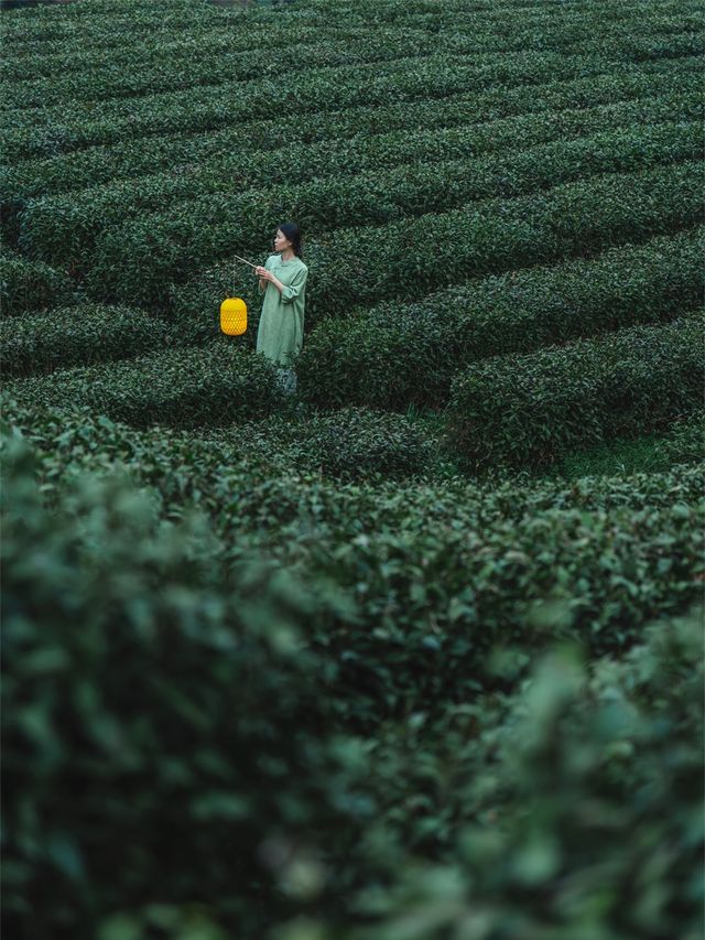 西安1.5h三省交界茶園深處神仙日子