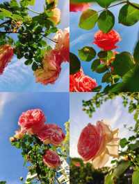 上海花木月季園3天深度遊攻略