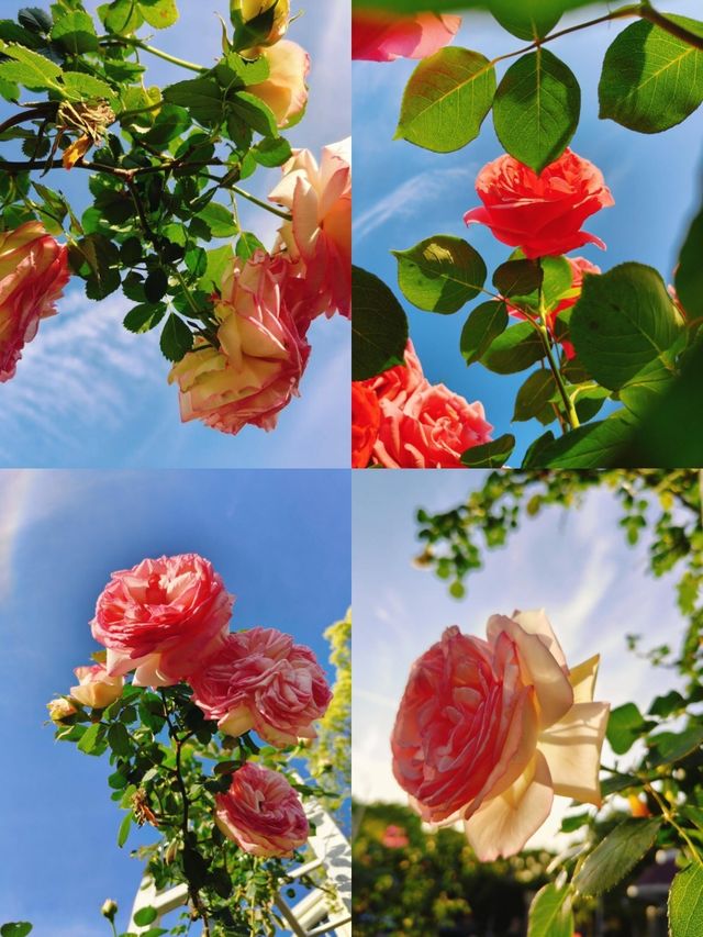 上海花木月季園3天深度遊攻略