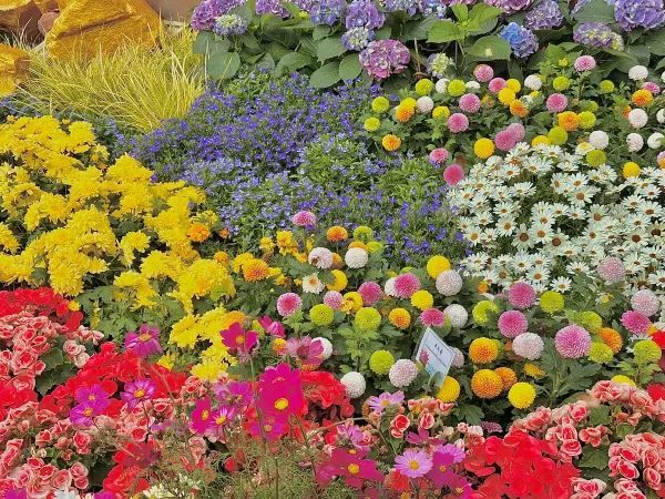 🌷香港花卉展 | 误入現實版莫奈花園