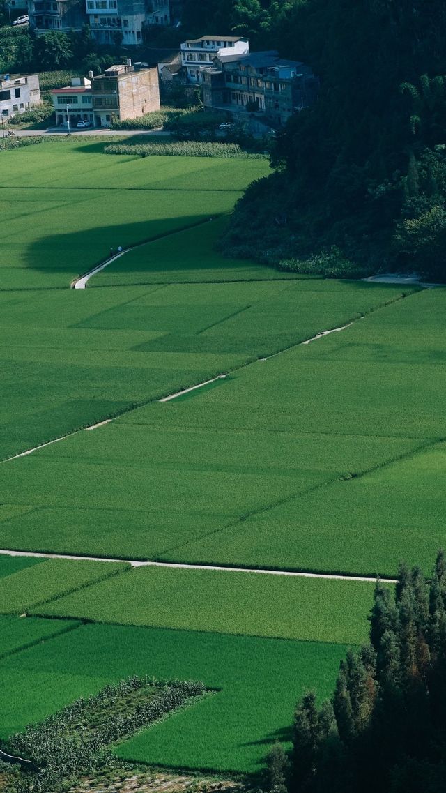 峰林為幕·稻浪為席——萬峰林田園生活真的很美