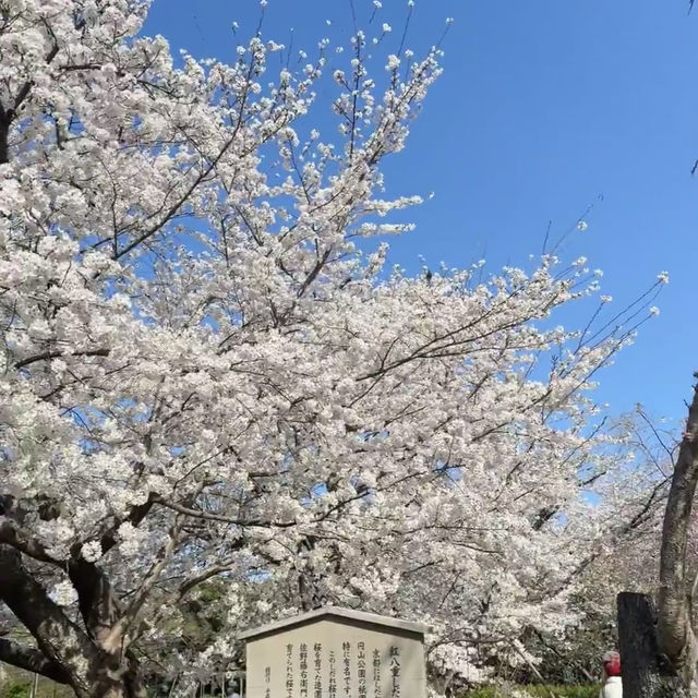 🌸福岡五鶴公園櫻花秘境一日行｜承包專屬粉色浪漫