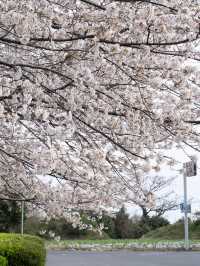 🌸韓國濟州藥泉寺櫻花｜古剎裡的靜謐浪漫🌸