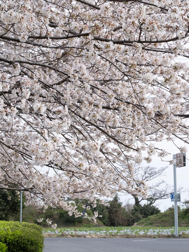 🌸韓國濟州藥泉寺櫻花｜古剎裡的靜謐浪漫🌸