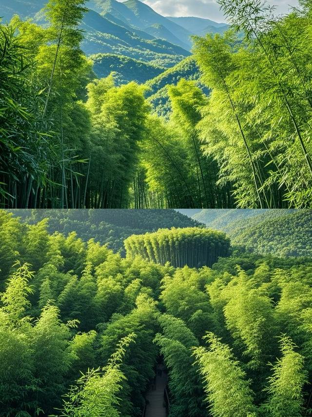 闖進萬畝竹海！這片竹海承包了整個夏天的清涼
