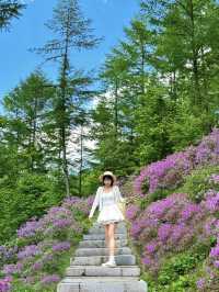 瀋陽周邊遊|搵到通往杜鵑花海嘅山間小路