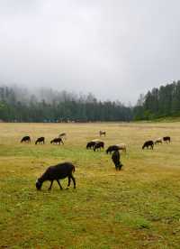 六月趣旅行  香格里拉正當時（避坑指南）