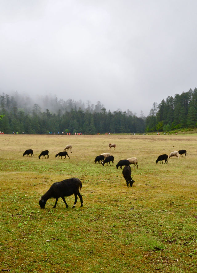 六月趣旅行  香格里拉正當時（避坑指南）