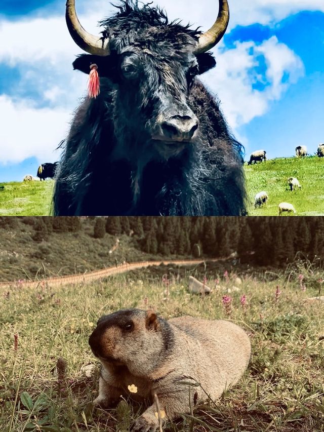 甘南秘境：藏域風情，心靈淨土
