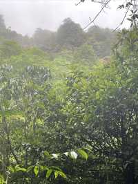 用年輪記錄莽山的古樹