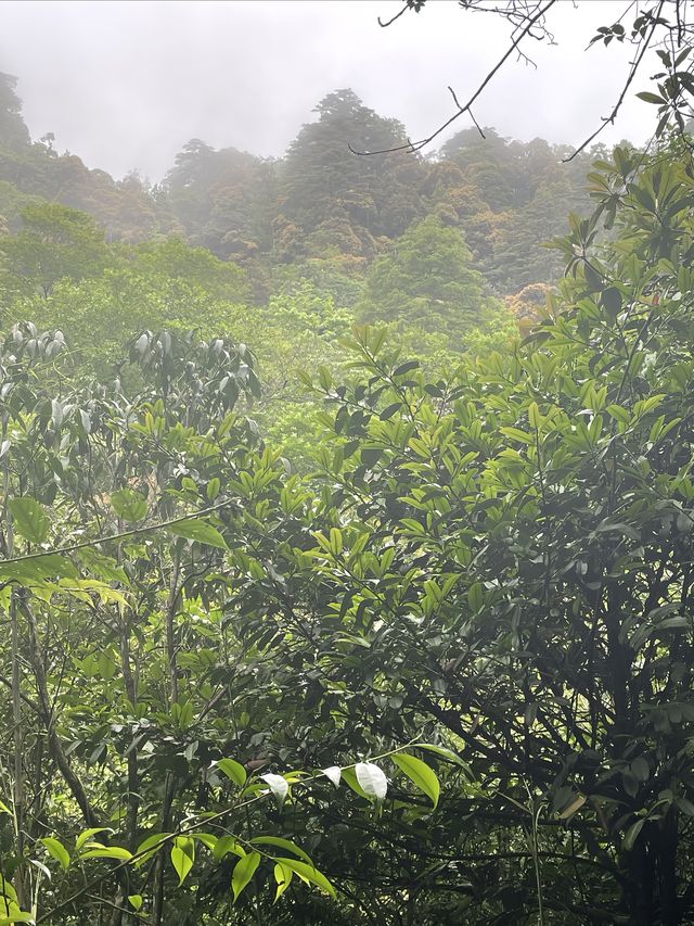 用年輪記錄莽山的古樹