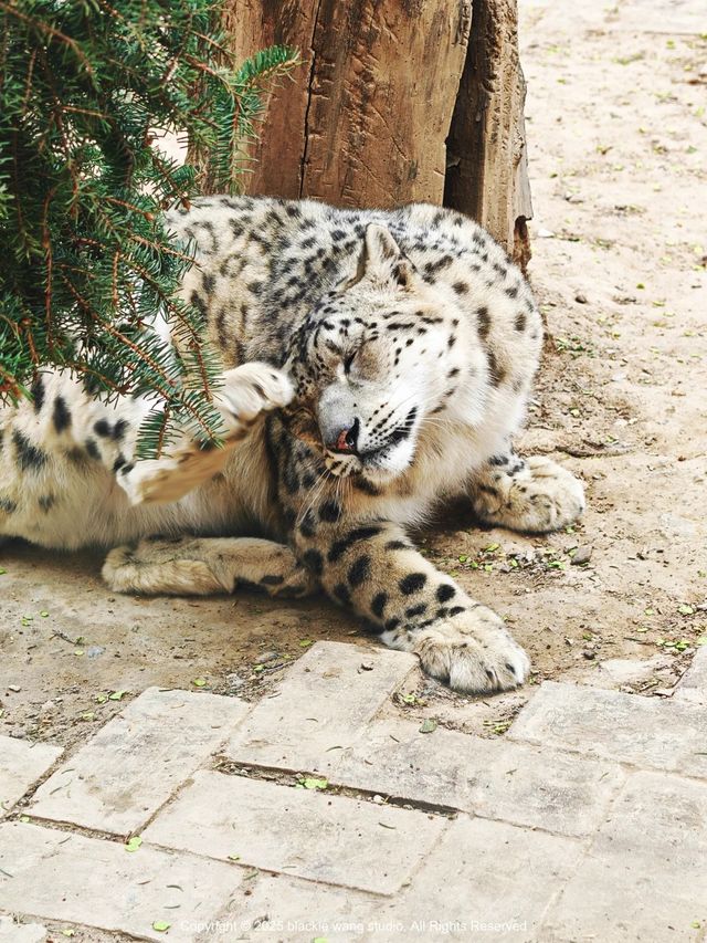 西寧野生動物園一日遊攻略