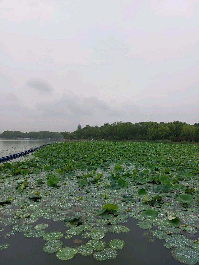 🌸 《夢回紅樓・上海大觀園》